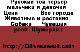 Русский той-терьер мальчики и девочки › Цена ­ 8 000 - Все города Животные и растения » Собаки   . Чувашия респ.,Шумерля г.